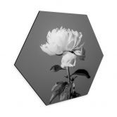 Hexagon - Alu-Dibond 1X Studio - Pfingstrose schwarz-weiß 
