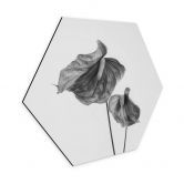 Hexagon Wandbild Grønkjær - Anthurium schwarz-weiß - Alu-Dibond 