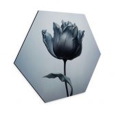 Hexagon Wandbild Samtige Tulpe in Schwarz - Paksoylu - Alu-Dibond 