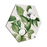 Hexagon Wandbild Botanik Illustration einer Scheinkamelie - Walcott - Alu-Dibond 