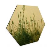 Hexagon - Alu-Dibond Gold - Dürer - Das große Rasenstück 