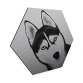Alu-Dibond mit Silbereffekt Sibirischer Husky - Hundeporträt - Korenkova - Hexagon 