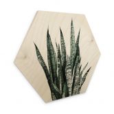 Sekskantet træ Plante - Sisi & Seb 