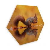 Hexagon - Holz Birke-Furnier van Duijn - Eichhörnchen mit Nuss 