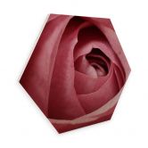 Hexagon - Holz Birke-Furnier - Die rosa Rose 
