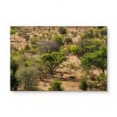 Tableau sur bois Paysage de savane en Afrique - Hugonnard 