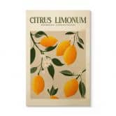 Træplakat Frugt - Boho citrontræ - Citrus Limonum - Tunaboylu 