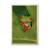 Holzbild Laubfrosch im Regenwald - van Duijn 