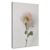 Leinwandbild Annie - Die Rose 