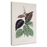 Leinwandbild Blatt Illustration - Bignonia Argyro Violascea 
