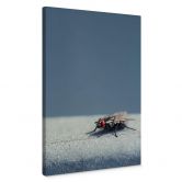 Leinwandbild Brown - Hausfliege auf Blau 