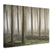 Leinwandbild Carozzi - Märchenhafter Wald im Morgennebel 