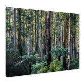 Leinwandbild Eukalyptuswald in den Yarra Ranges - Colombo 