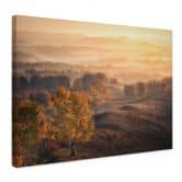 Leinwandbild Landschaft - Birkenbäume im goldenen Morgentau - Cui 
