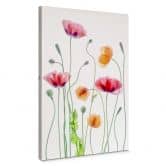 Leinwandbild Blumen - Bunte Mohnblumen - Disher 