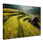 Leinwandbild Intarob - Reisfelder in Vietnam 