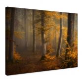 Leinwandbild Goldene Blätter im nebligen Wald - Maier 