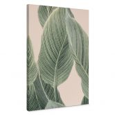 Leinwandbild Calathea Pflanze - Sisi & Seb 