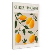 Leinwandbild Boho Zitronenbaum - Citrus Limonum - Tunaboylu 