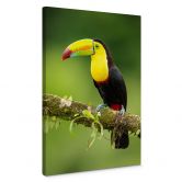 Leinwandbild van Duijn - Fischertukan in Costa Rica 