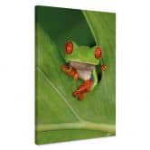 Leinwandbild Laubfrosch im Regenwald - van Duijn 