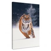 Leinwandbild Sibirischer Tiger im Schnee - van Duijn 