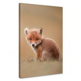 Leinwandbild van Duijn - Baby Fuchs 