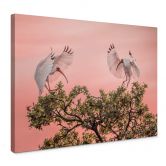 Leinwandbild Natur - Zhao - Vogelpärchen im Sonnenuntergang 
