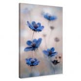 Leinwandbild Disher - Blue Cosmos 