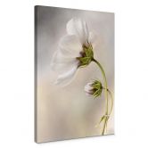 Leinwandbild Disher - Cosmos 