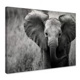 Leinwandbild Jumbo der kleine Elefant 