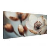 Leinwandbild Boho Trockenblume Makro - Treechild - Panorama 