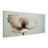 Leinwandbild Zarte Trockenblüte in Beige | Boho Blumenkunst - Treechild - Panorama 