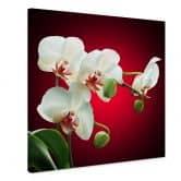 Leinwandbild Blütenpracht einer Orchidee rot - quadratisch 