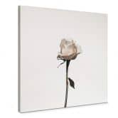 Leinwandbild Die weiße Rose - Quadratisch 