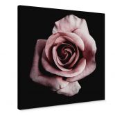 Canvas Beautiful Rose 