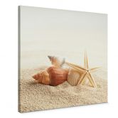 Leinwandbild Seestern und Muscheln - Quadratisch 