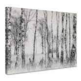 Leinwandbild Talen - Schwarz-weißer Birkenwald 