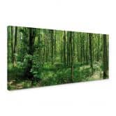 Leinwandbild Waldpanorama 01 