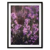 Poster Lila Heideblüte im warmen Licht - Annie 