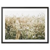 Poster Sommerwiese mit Kamille - Annie 
