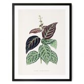Poster Blatt Illustration - Bignonia Argyro Violacea 
