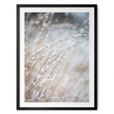 Poster Zarte Gräser im Schnee - Böhmer 