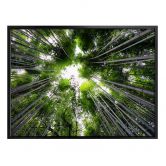 Poster Hugonnard - Wald in Japan 