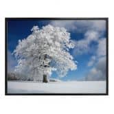 Poster Schumacher - White Winter Tree 