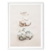 Poster 1X Studio - Meeresschnecken 