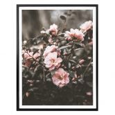 Poster Annie - Rosenstrauch 