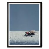 Poster Brown - Hausfliege auf Blau 