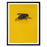 Poster Brown - Hausfliege auf Gelb 