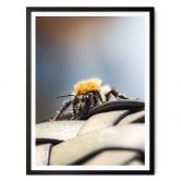 Poster Brown - Abeille 